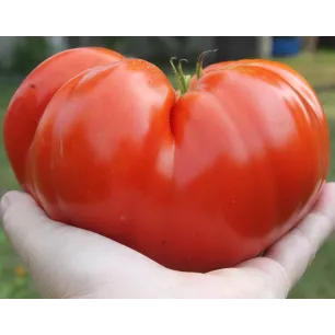 Tomate Brutus 30 graines