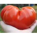 Tomate Brutus 20 graines