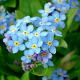 MYOSOTIS DES ALPES VICTORIA BLEU 300 graines