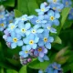 MYOSOTIS DES ALPES VICTORIA BLEU 300 graines