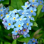 MYOSOTIS DES ALPES VICTORIA BLEU 300 graines