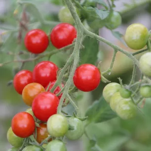 Tomate cerise Maskotka (pour suspension) 40 graines