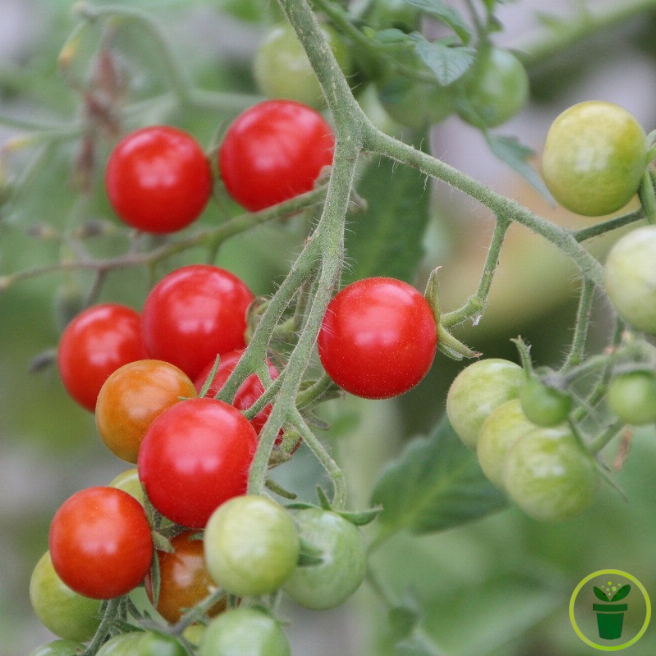 Tomate cerise Maskotka (pour suspension) 40 graines