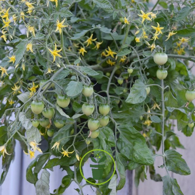 Tomate cerise Maskotka (pour suspension) 40 graines Tomate cerise Maskotka (pour suspension) 40 graines