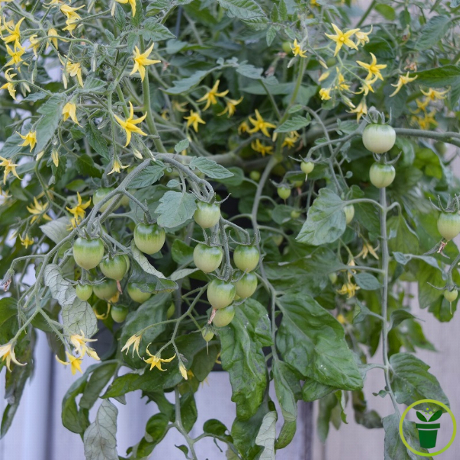 Tomate cerise Maskotka (pour suspension) 40 graines