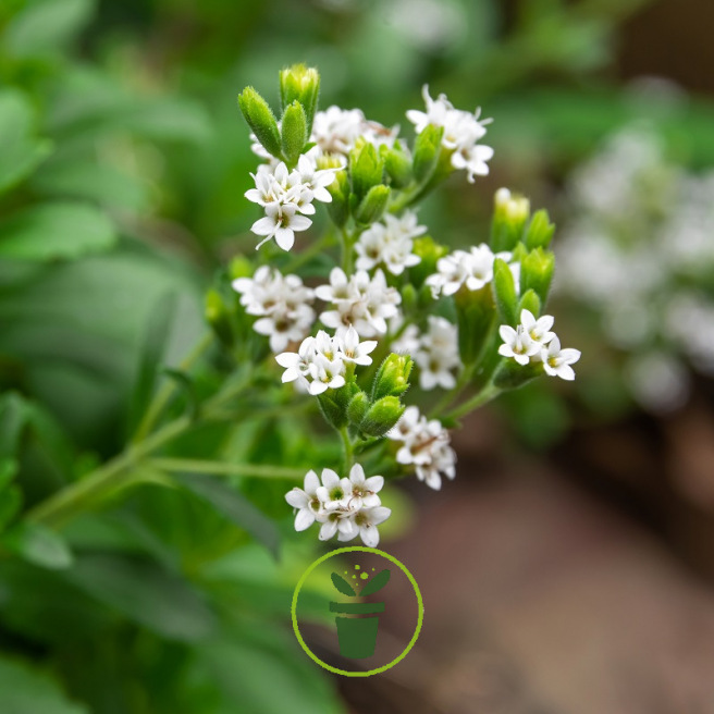 Stévia rebaudiana - Herbe à sucre 25 graines