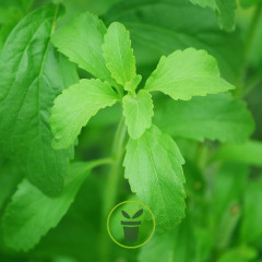 Stévia rebaudiana - Herbe à sucre +/- 25 graines