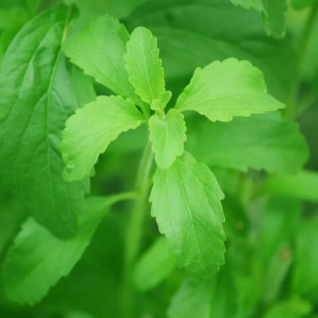 Stévia rebaudiana - Herbe à sucre 25 graines