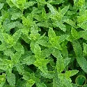 Menthe Marocaine 600 graines