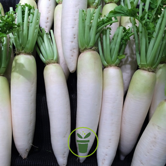 Radis Chandelle de Glace Radis Chandelle de Glace