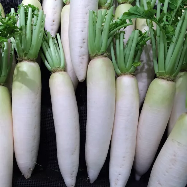 Radis Chandelle de Glace