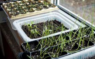 Quels semis et travaux de jardinage faire en avril ?