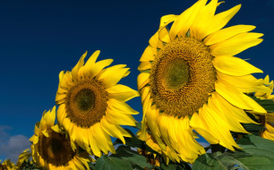 Débuter ses plantations extérieures : quand sortir les jeunes plants et faire les semis ? Débuter ses plantations extérieures : quand sortir les jeunes plants et faire les semis ?