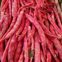 Haricot nain Coco de Pragues