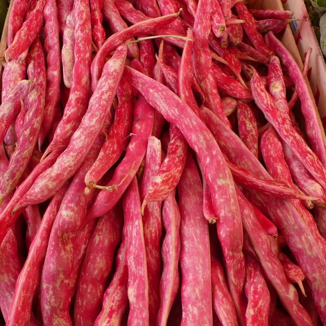 Haricot nain Coco de Pragues