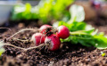 Votre jardin en mai : que semer, planter et récolter ?