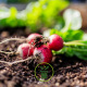 Votre jardin en mai : que semer, planter et récolter ?