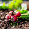 Votre jardin en mai : que semer, planter et récolter ?
