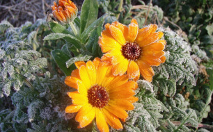 Les Saints de glace : un repère pour les jardiniers