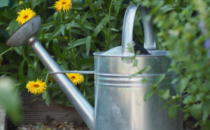 Chaleur et sécheresse : comment bien protéger vos plantes au jardin ? Chaleur et sécheresse : comment bien protéger vos plantes au jardin ?