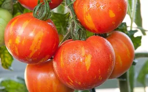 La culture de vos tomates : du repiquage à la récolte