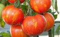 La culture de vos tomates : du repiquage à la récolte