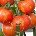 La culture de vos tomates : du repiquage à la récolte