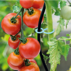 Kit De 20 Variétés De Graines De Tomates - Nojus - Collection Pour Jardin, Balcon Ou Serre - Graines Sélectionnées - 9