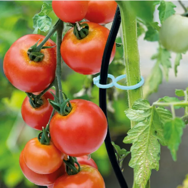 Clips de fixation et tuteurage - 20 pièces