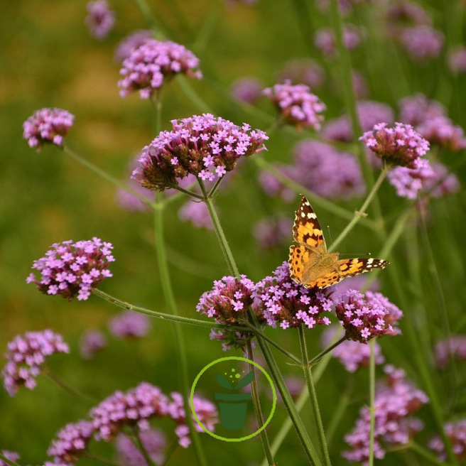Verveine de Buenos Aires Verveine de Buenos Aires