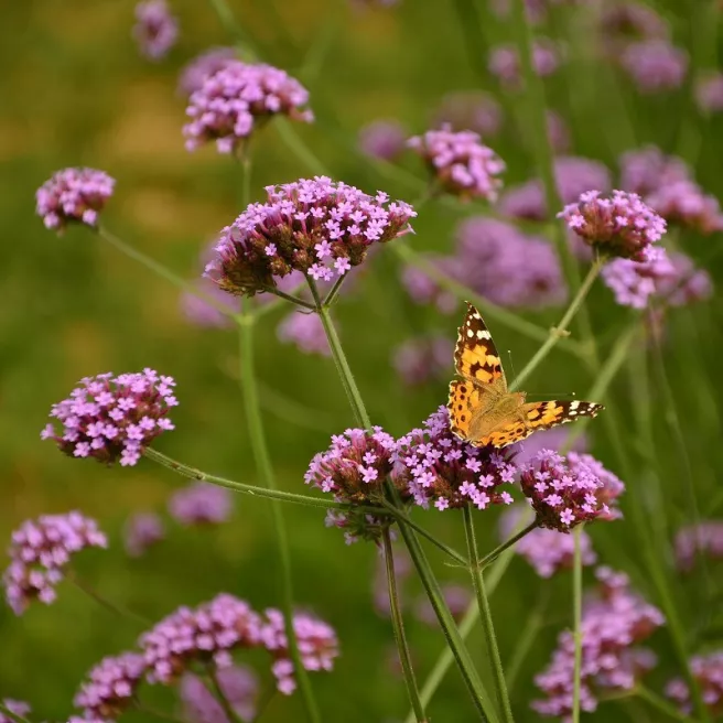 Verveine de Buenos Aires