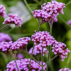 Verveine de Buenos Aires 500 graines