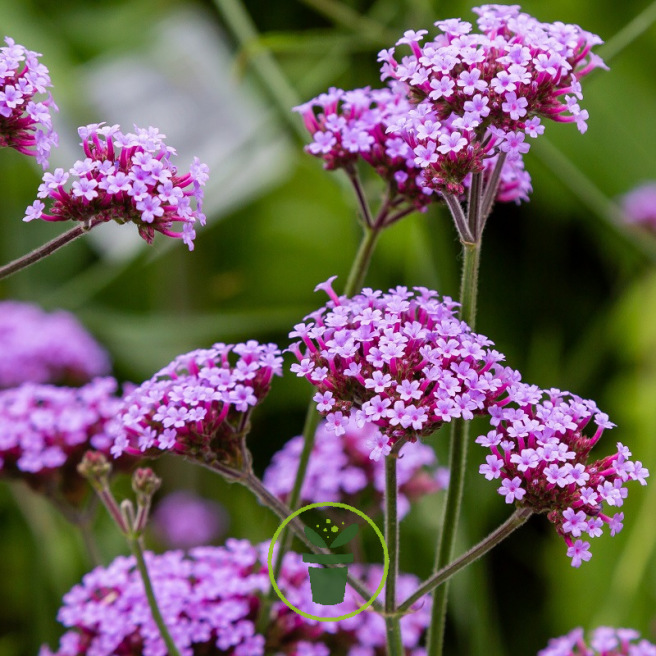 Graines de Verveine de Buenos Aires - Verbena bonariensis - Vivace