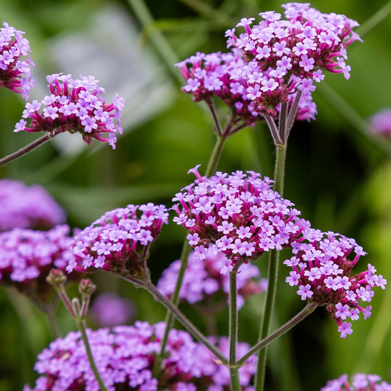 Graines de Verveine de Buenos Aires - Verbena bonariensis - Vivace
