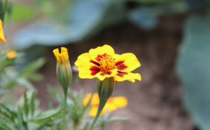 5 fleurs à semer et cultiver avec les enfants 5 fleurs à semer et cultiver avec les enfants