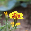 5 fleurs à semer et cultiver avec les enfants