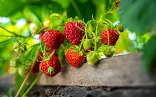 Juin au jardin : quels semis et travaux d’entretien faire ?