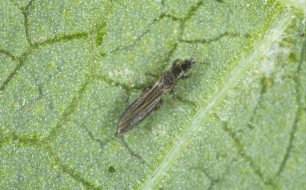 5 astuces anti-insectes ravageurs au jardin