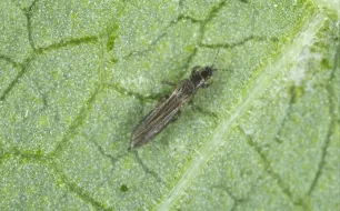 5 astuces anti-insectes ravageurs au jardin