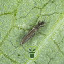 5 astuces anti-insectes ravageurs au jardin