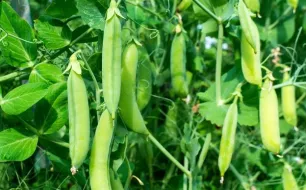 Jardiner en juillet : que semer, planter, mais aussi récolter !