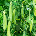 Jardiner en juillet : que semer, planter, mais aussi récolter !