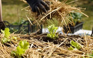 5 conseils pour économiser l’eau au jardin