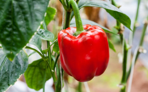 Quels semis et plantations au jardin en août ?