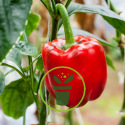 Quels semis et plantations au jardin en août ?