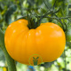 Tomate Grappa Gialla 40 graines