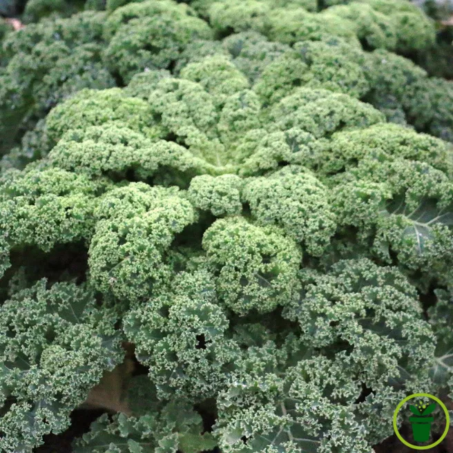 Chou frisé vert de Westland (chou Kale)
