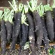 Radis noir gros long d’hiver