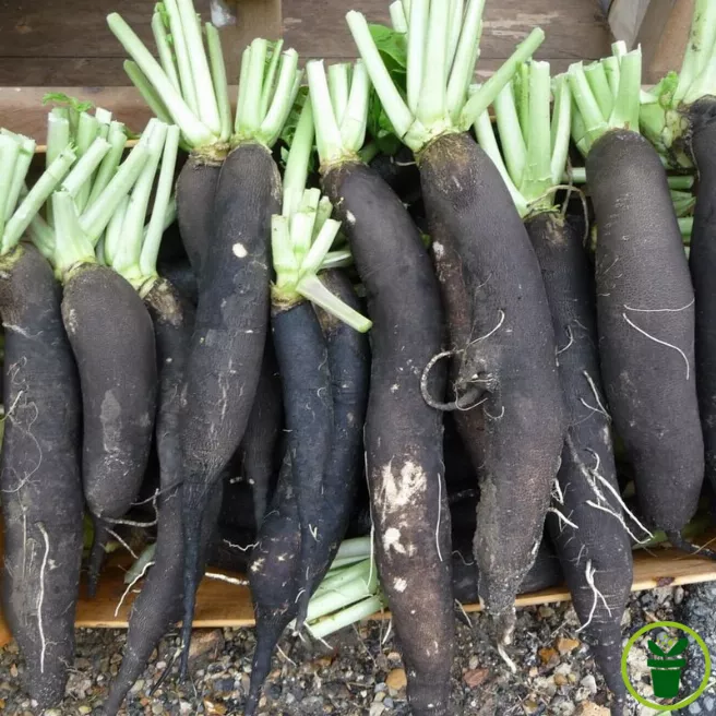 Radis noir gros long d’hiver
