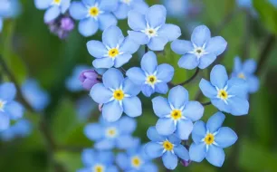 Repiquez vos plantes bisannuelles en vue d’une floraison printanière